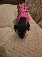 Layla, a female Dachshund for sale in Wellton, AZ – Photo 4 of 4