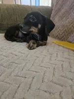 Layla, a female Dachshund for sale in Wellton, AZ – Photo 3 of 4