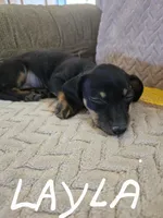 Layla, a female Dachshund for sale in Wellton, AZ – Photo 2 of 4