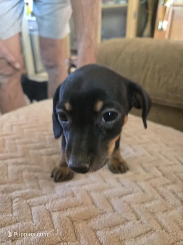 Layla – Dachshund puppy for sale in Wellton, AZ