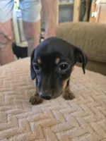 Layla, a female Dachshund for sale in Wellton, AZ – Photo 1 of 4