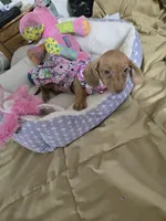 Cinnimon, a female Dachshund for sale in Wellton, AZ – 5 of 8