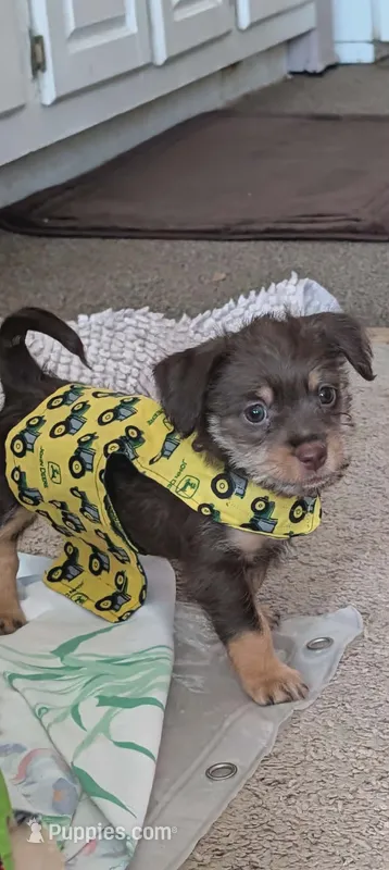 Bj – Dachshund puppy for sale in Wellton, AZ
