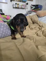 Carl, a male Dachshund for sale in Wellton, AZ – 6 of 6