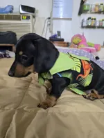 Casey, a male Dachshund for sale in Wellton, AZ – 3 of 4