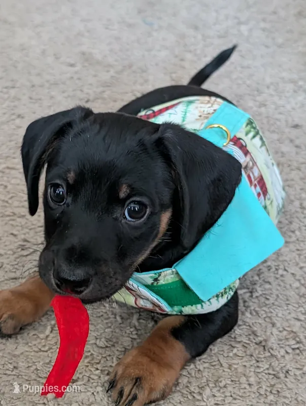 Rocky – Dachshund puppy for sale in Wellton, AZ