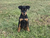 Chloe, a female German Pinscher for sale in Lavaca, AR – 1 of 1