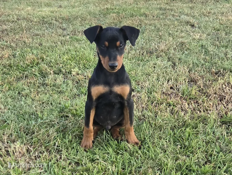 Hunter – German Pinscher puppy for sale in Lavaca, AR
