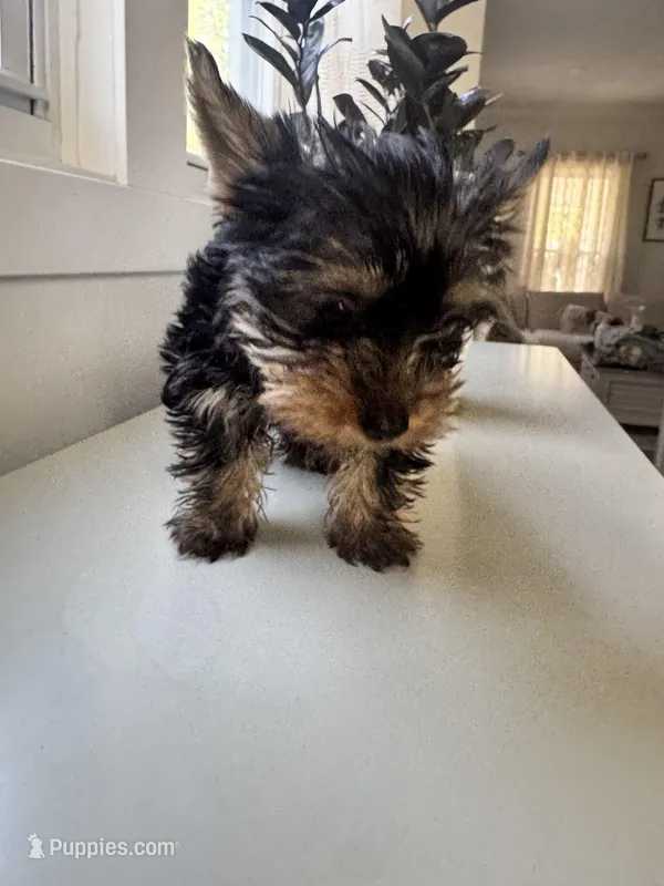 Monnie , a female Yorkshire Terrier for sale in Grand Rapids, MI – Photo 1 of 5
