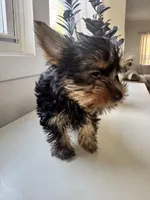 Monnie , a female Yorkshire Terrier for sale in Grand Rapids, MI – Photo 2 of 5