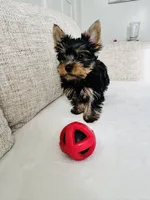 Monnie , a female Yorkshire Terrier for sale in Grand Rapids, MI – Photo 3 of 5