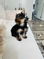 Monnie , a female Yorkshire Terrier for sale in Grand Rapids, MI – Photo 4 of 5