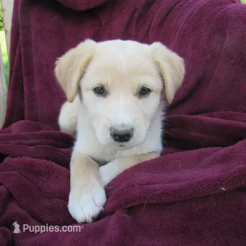 Tinto – White Shepherd puppy for sale in Hudson, WI