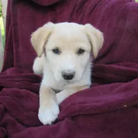 Tinto, a female White Shepherd for sale in Hudson, WI – 1 of 6