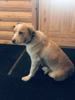 Tinto, a female White Shepherd for sale in Hudson, WI – 6 of 6