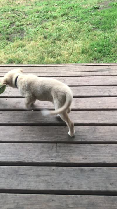 Marina, a female Australian Kelpie and White Shepherd for sale in Hudson, WI – 8 of 10