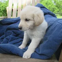 Azul, a male Australian Kelpie and German Shepherd Dog for sale in Hudson, WI – 3 of 5