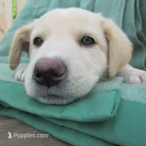 Marina – German Shepherd Dog puppy for sale in Hudson, WI