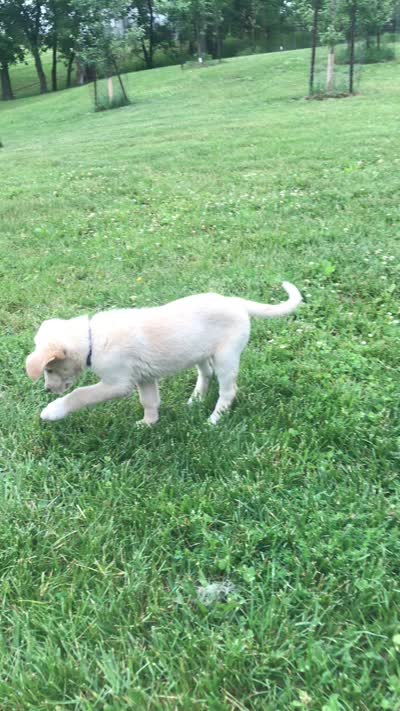 Azul, a male Australian Kelpie and German Shepherd Dog for sale in Hudson, WI – 5 of 5