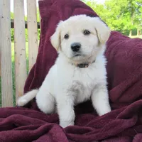 Tinto, a female German Shepherd Dog for sale in Hudson, WI – 1 of 3