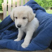 Azul, a male Australian Kelpie and German Shepherd Dog for sale in Hudson, WI – 2 of 5