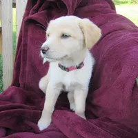 Tinto, a female White Shepherd for sale in Hudson, WI – 4 of 6