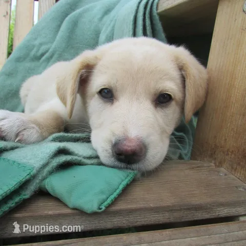 Marina – White Shepherd puppy for sale in Hudson, WI