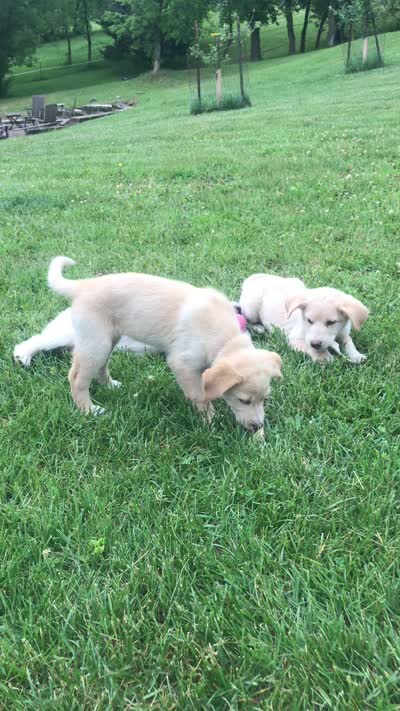 Tinto, a female Australian Kelpie and White Shepherd for sale in Hudson, WI – 7 of 8