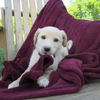 Tinto, a female White Shepherd for sale in Hudson, WI – 2 of 6