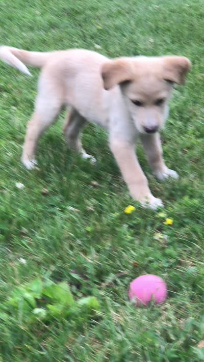 Marina, a female Australian Kelpie and White Shepherd for sale in Hudson, WI – 10 of 10