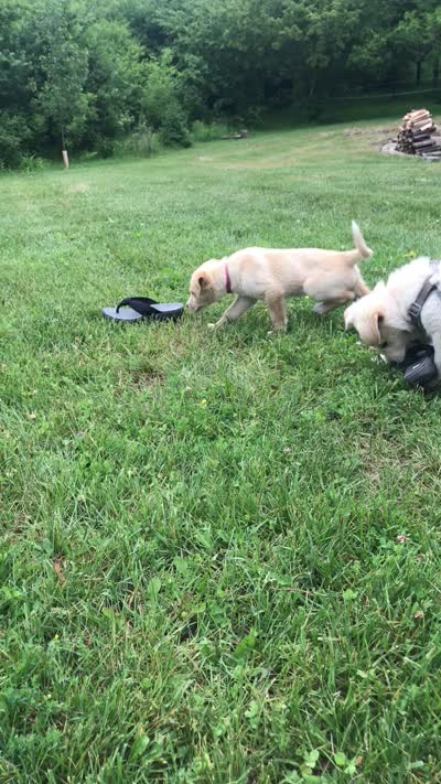 Azul, a male Australian Kelpie and White Shepherd for sale in Hudson, WI – 7 of 8