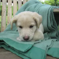 Marina, a female German Shepherd Dog for sale in Hudson, WI – 3 of 5