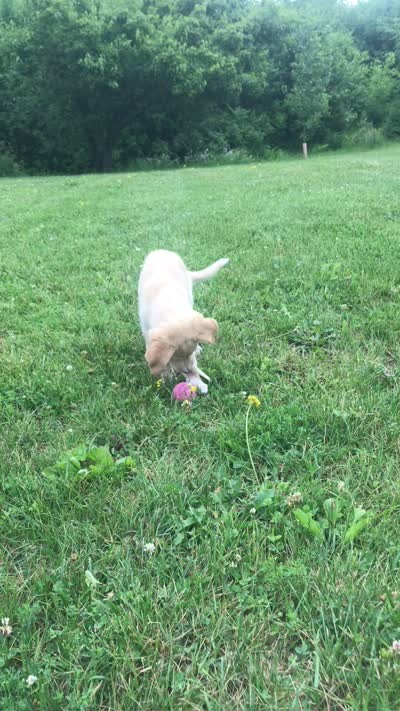 Tinto, a female Australian Kelpie and White Shepherd for sale in Hudson, WI – 8 of 8