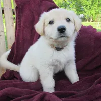 Tinto, a female German Shepherd Dog for sale in Hudson, WI – 3 of 3