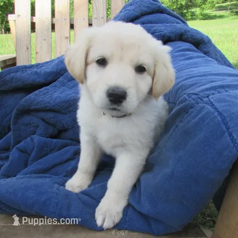 Azul – German Shepherd Dog puppy for sale in Hudson, WI