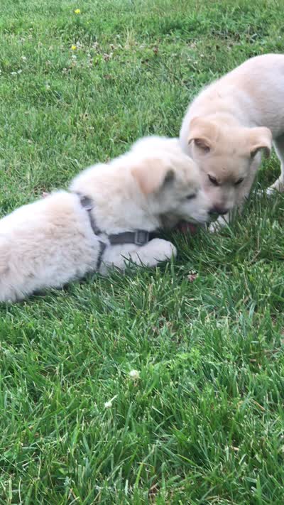 Azul, a male Australian Kelpie and German Shepherd Dog for sale in Hudson, WI – 4 of 5