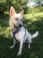 Marina, a female White Shepherd for sale in Hudson, WI – 6 of 7