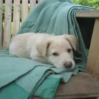 Marina, a female German Shepherd Dog for sale in Hudson, WI – 5 of 5