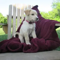 Tinto, a female White Shepherd for sale in Hudson, WI – 3 of 6