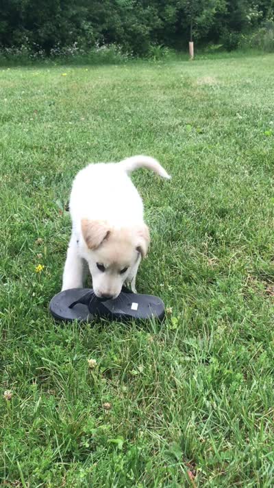 Azul, a male Australian Kelpie and White Shepherd for sale in Hudson, WI – 6 of 8