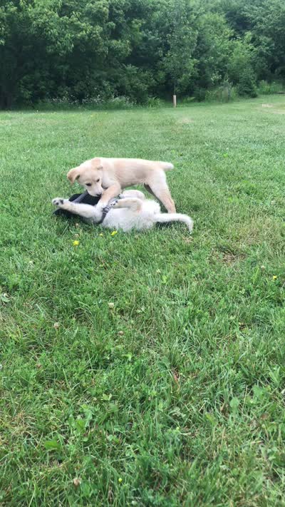 Marina, a female Australian Kelpie and White Shepherd for sale in Hudson, WI – 9 of 10