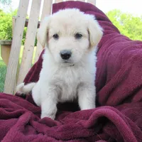 Tinto, a female German Shepherd Dog for sale in Hudson, WI – 2 of 3