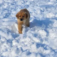 Scout, a male Golden Retriever for sale in Elmer, NJ – Photo 5 of 8