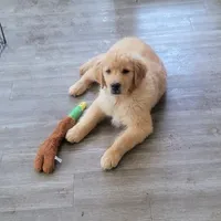 Scout, a male Golden Retriever for sale in Elmer, NJ – Photo 7 of 8