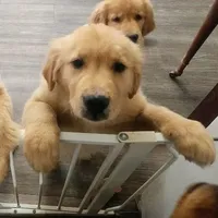 Scout, a male Golden Retriever for sale in Elmer, NJ – Photo 8 of 8