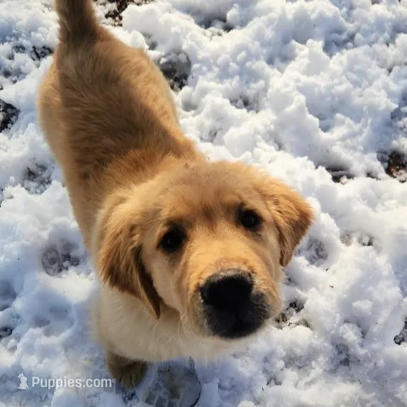 Scout, a male Golden Retriever for sale in Elmer, NJ – Photo 1 of 8