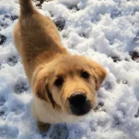 Scout, a male Golden Retriever for sale in Elmer, NJ – Photo 1 of 8