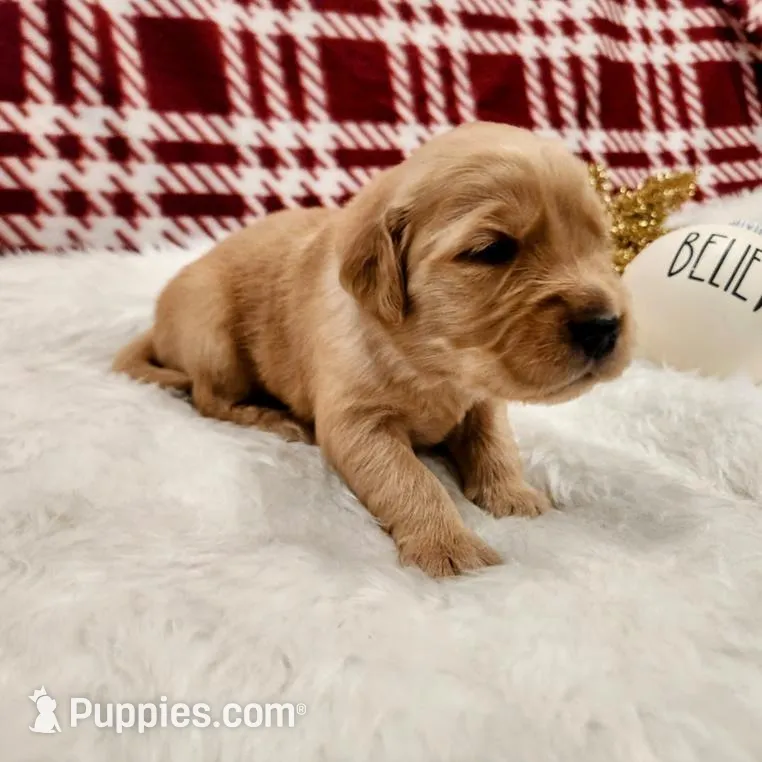 Scout, a male Golden Retriever for sale in Elmer, NJ – Photo 3 of 8