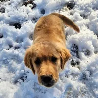 Scout, a male Golden Retriever for sale in Elmer, NJ – Photo 4 of 8