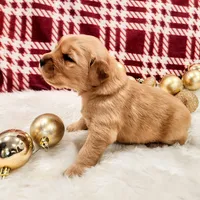 Titan, a male Golden Retriever for sale in Elmer, NJ – Photo 1 of 10